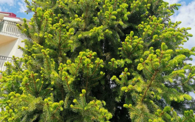 Меблированные Комнаты Миранда Голубая Бухта