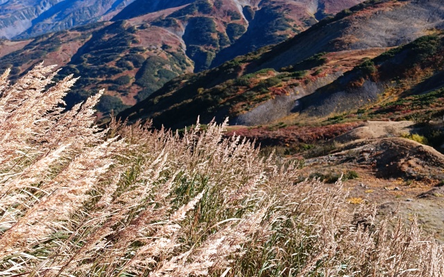 Cottages Goryachaya Sopka