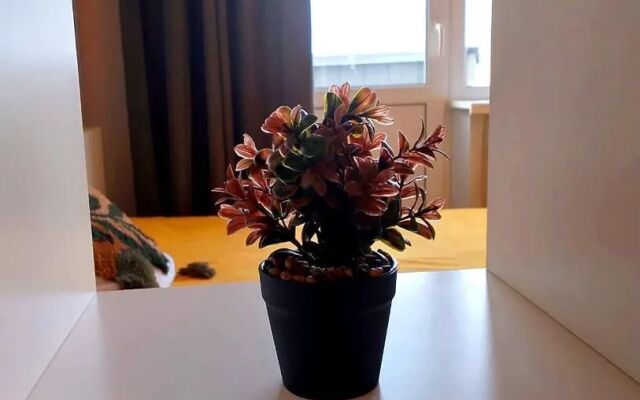 Квартира однокомнатная Птичка