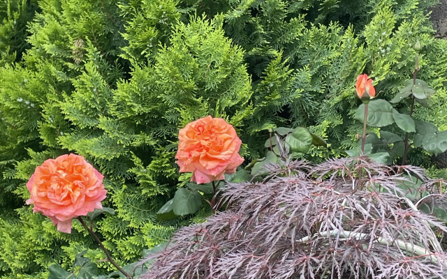 2 V Chastnom Dome Apartments