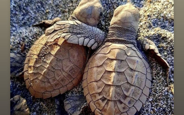 Yukari Sokak VIP Butik Otel