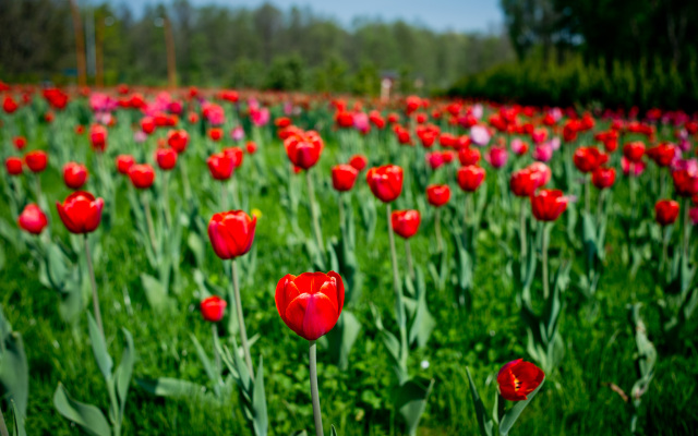 Отель Harmony Park