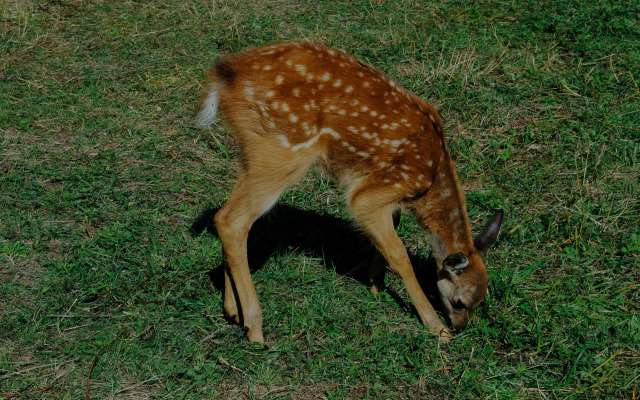 База отдыха Мечта Сурсово