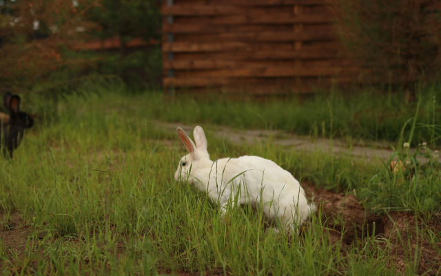 Шале Варилка