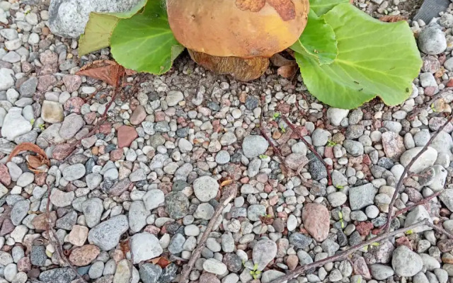 Гостевой дом Тихая Гавань