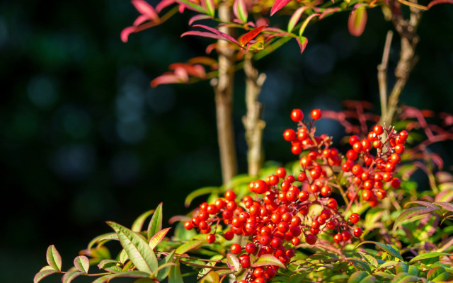Dizaynerskie Matisse Apart s vydelennoy zonoy spalni Apartments