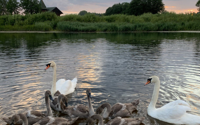 Частный дом на Берегу Реки Усадьба Павлихино