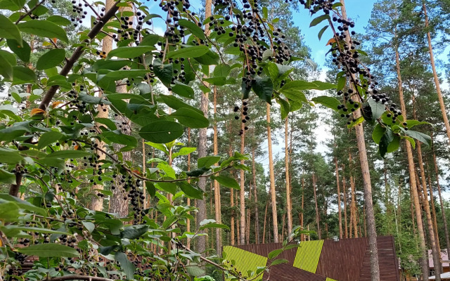 Wood Park (ex. Shishka Hotel)