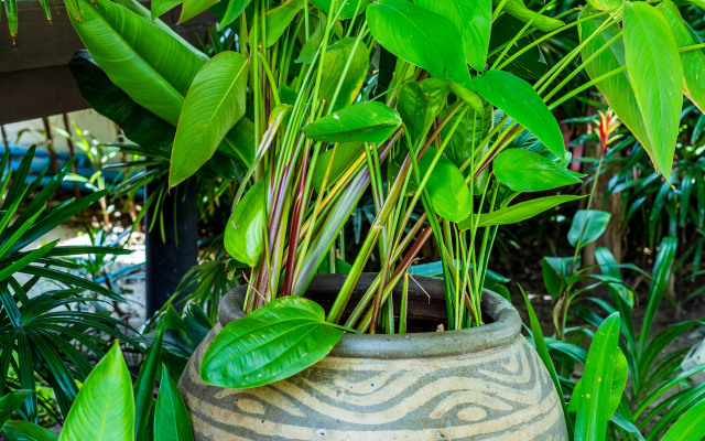 Secret Garden Beach Resort