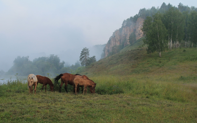 Zherebchik Camping