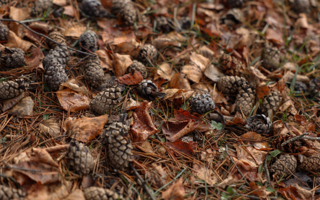 Гостевые дома Шишка