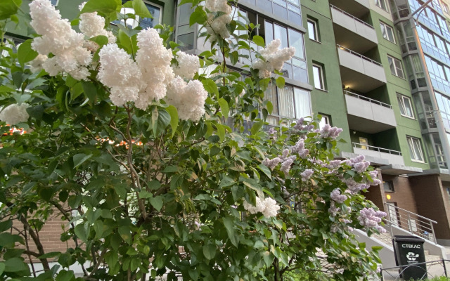 Molochny Shokolad Flat