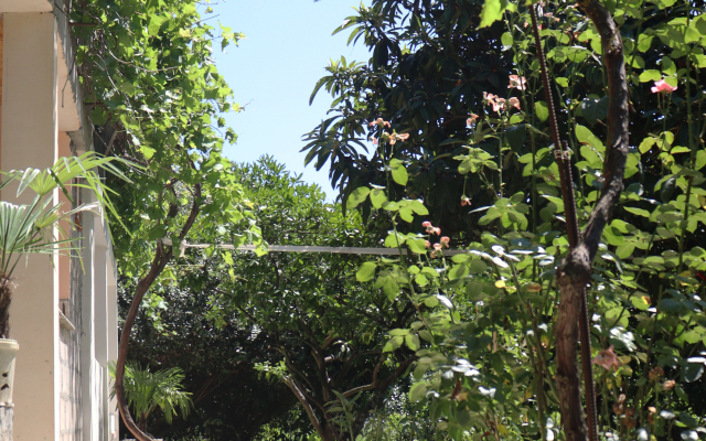 Citrus Tree Guest house