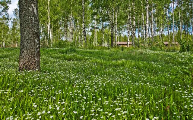 Семейный отель Лесной берег