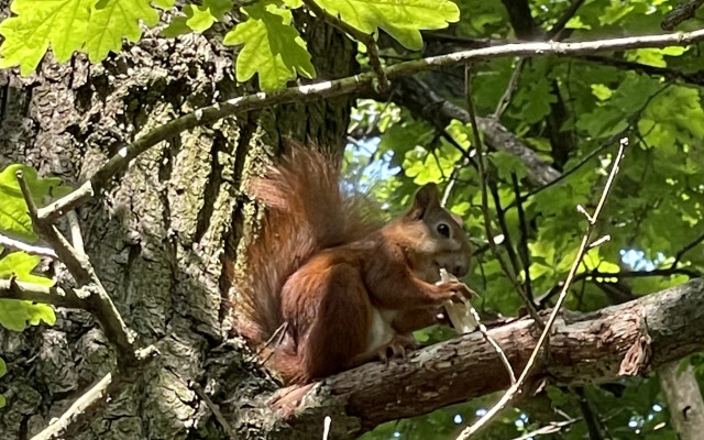 Квартира в центре Светлогорска