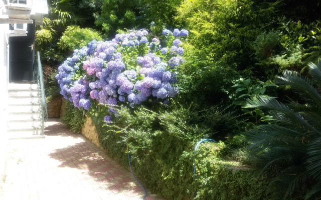 Evkalipt Guest house