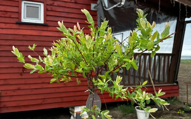 Глэмпинг Хижина