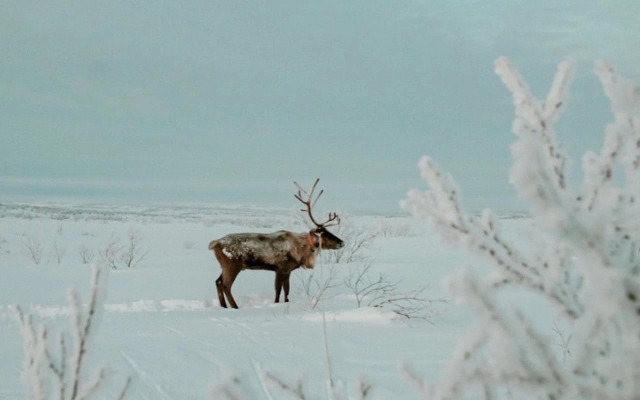 Гостевой дом усадьба Канентъявр