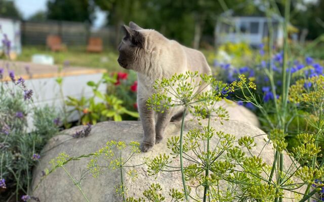 Шале Эльбрус в Коробицыно