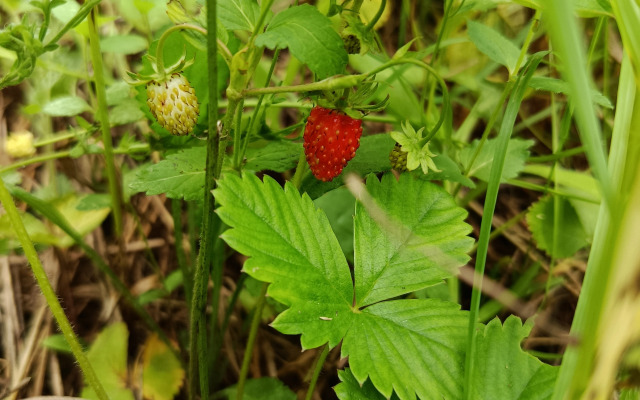 Частный дом Кипарис на поле