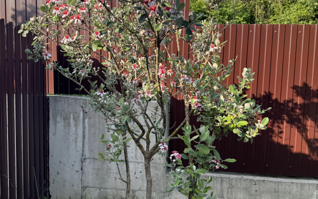 Rozmarin Private house