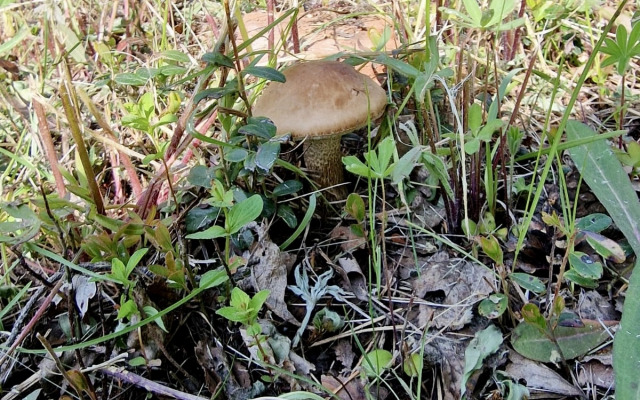 Частный дом Шишкин дом в 15 минутах от Северодвинска
