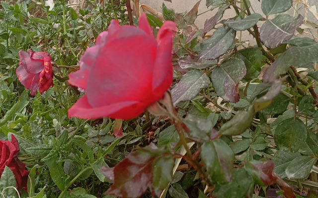 Апарт-отель Veni Vedi