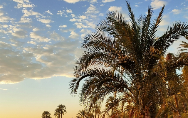 Ферма Esna House