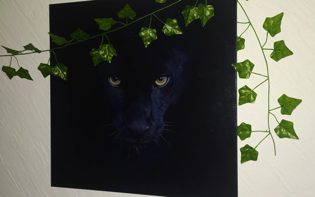 Апартаменты  "День & Ночь" Джунгли