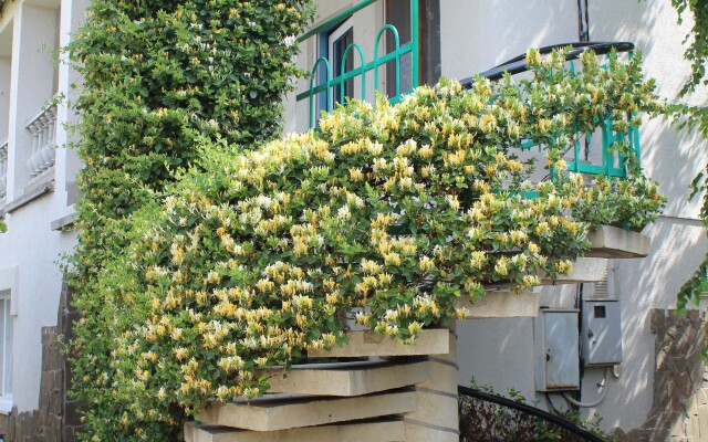 Solnechnaya Orkhideya Guest house