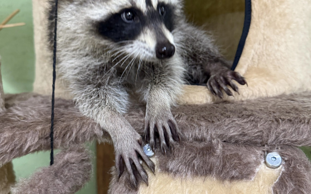 Глэмпинг Мыс