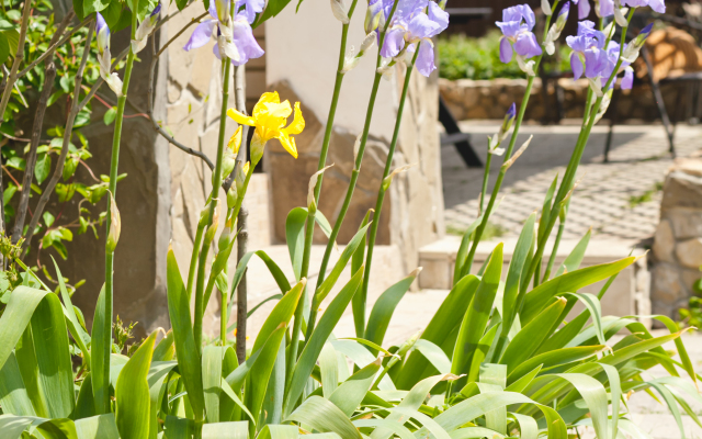 Lenivyij Delfin Guest house