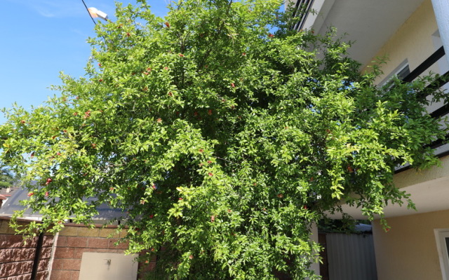 Rozalin Guest House