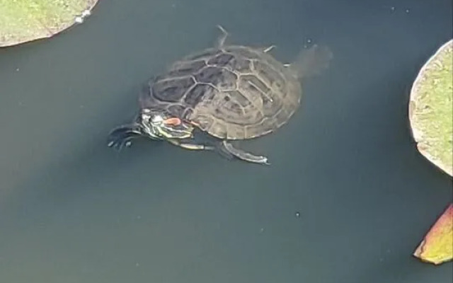 Квартира pядoм c гоpoдcким пapком