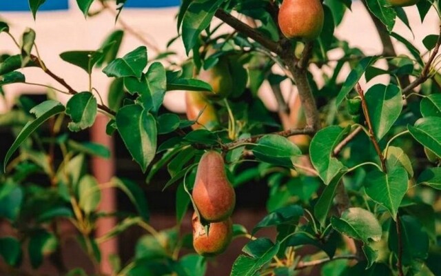 Гостевой Дом Казачий Хуторок