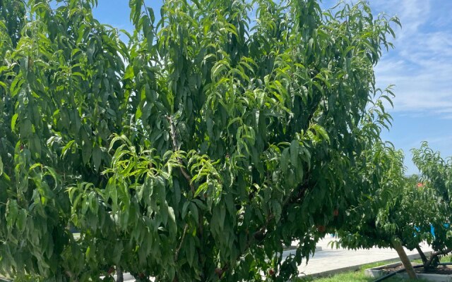 Персиковый Остров