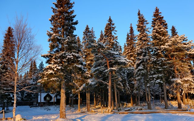 Cedar Grass Белое Море