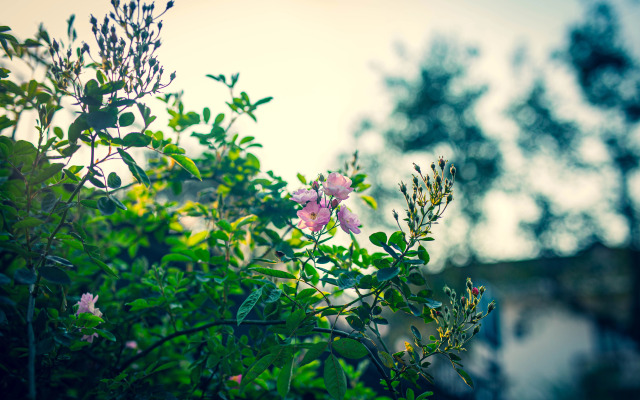 Green Sapa Homestay Guest house