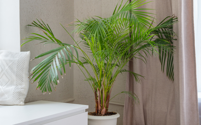 Апартаменты Дзен в Стиле Бали с Двумя Спальнями