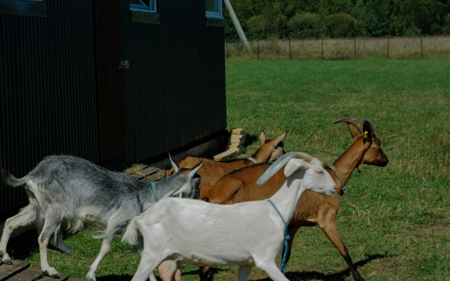 База отдыха Мечта Сурсово