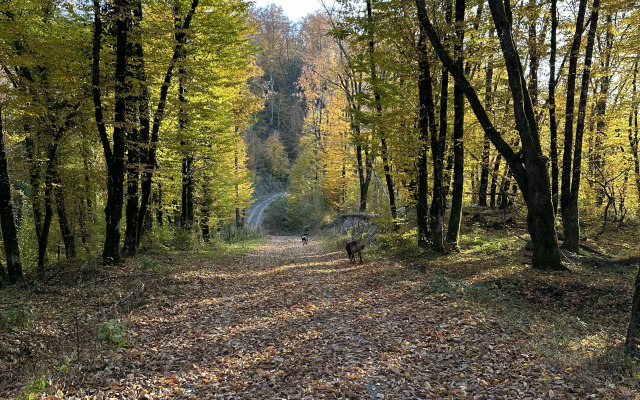 Гостевой дом на реке Псахо