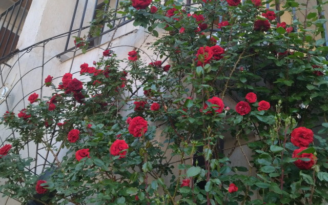 Elena Guest House