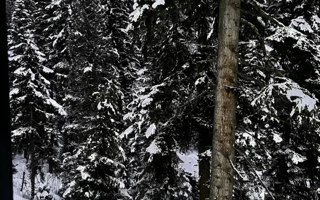 Chalet Forest glamp