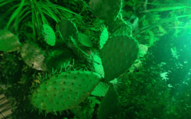 Гостевой дом Эвкалипт