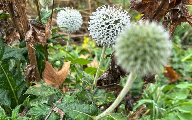 Гостевой дом Ранчо в горах Лаго-Наки