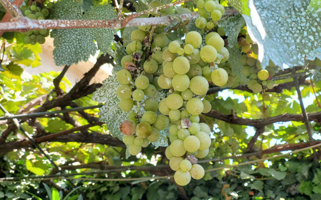 Отель West Tbilisi