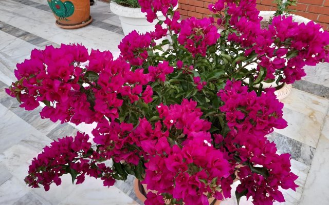 Akdeniz Pansiyon Bed&Breakfast