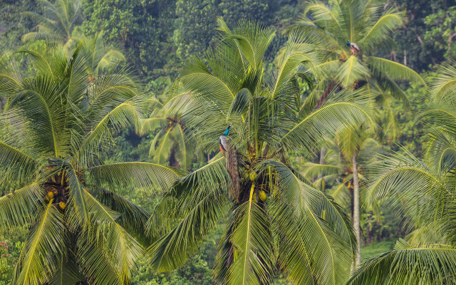 Mayurana by Edwards Collection Villa