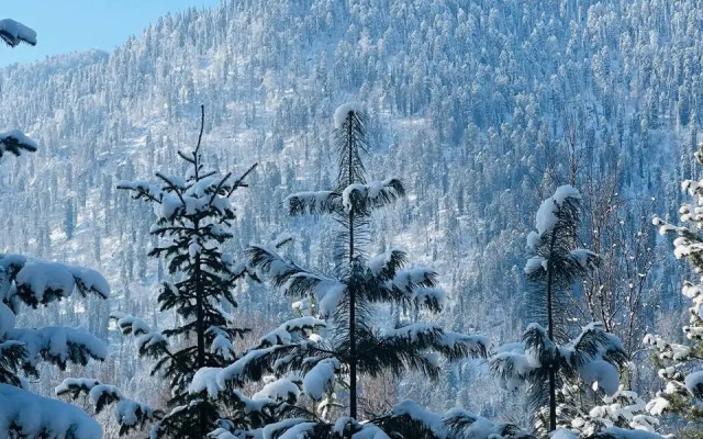 База отдыха Телецкое Золотое