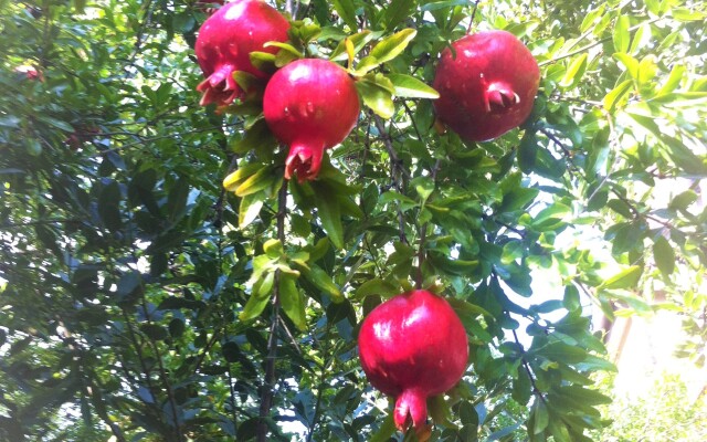 Granat Garden Aprtments